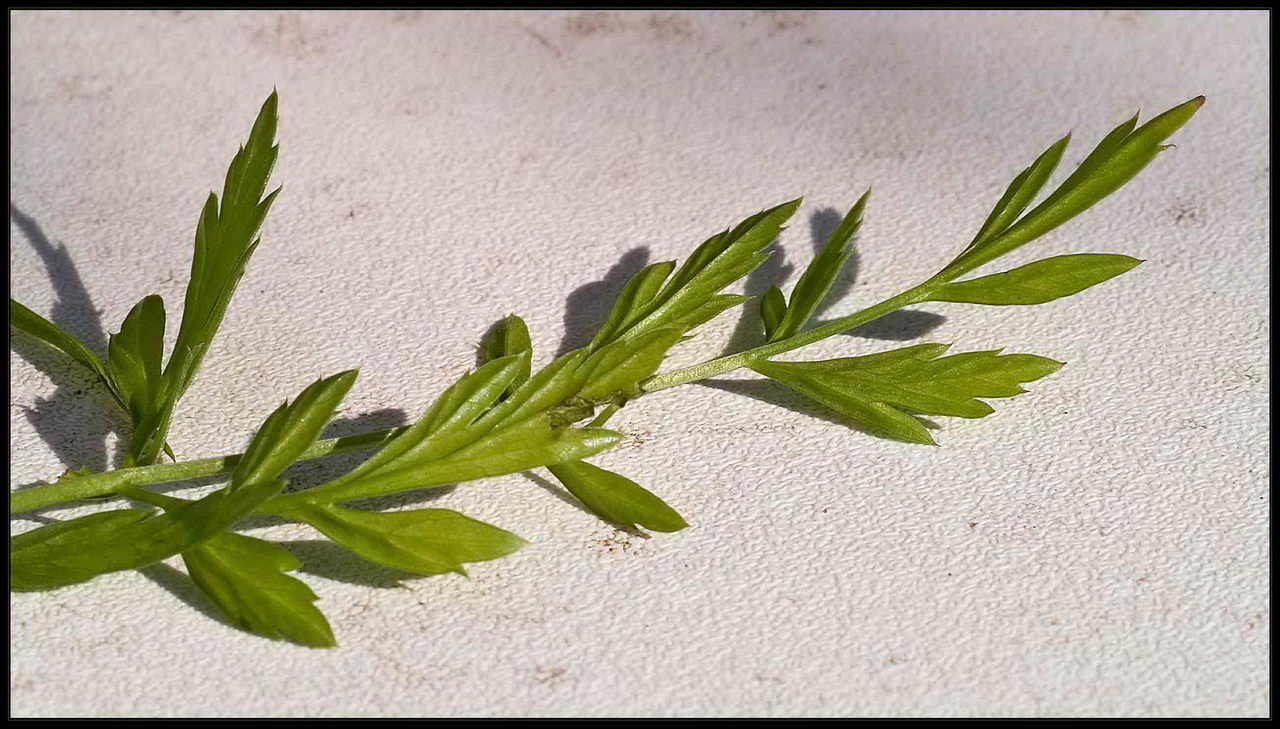 چوب پنبه ای